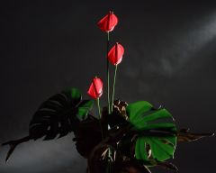 Tapeta Nature Flowers 270.jpg